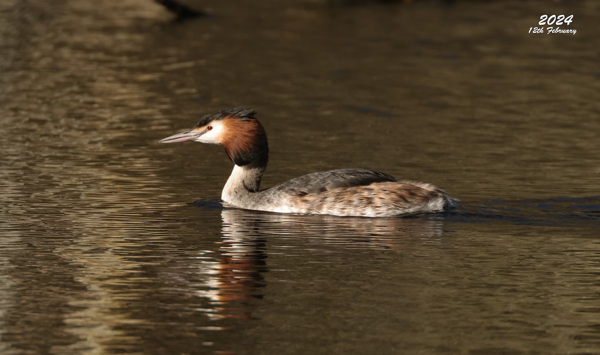 Great Crested Grebe - ML616370178
