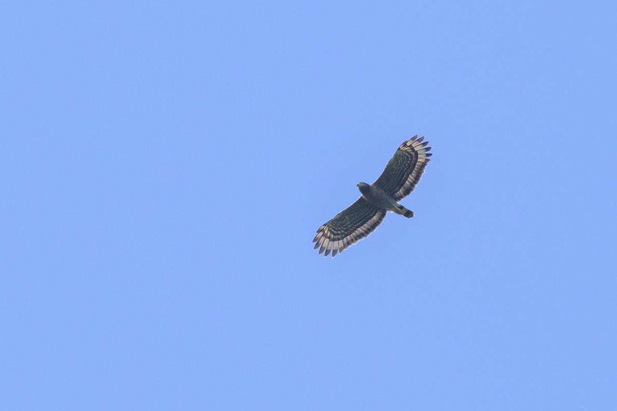Sulawesi Serpent-Eagle - ML616370180