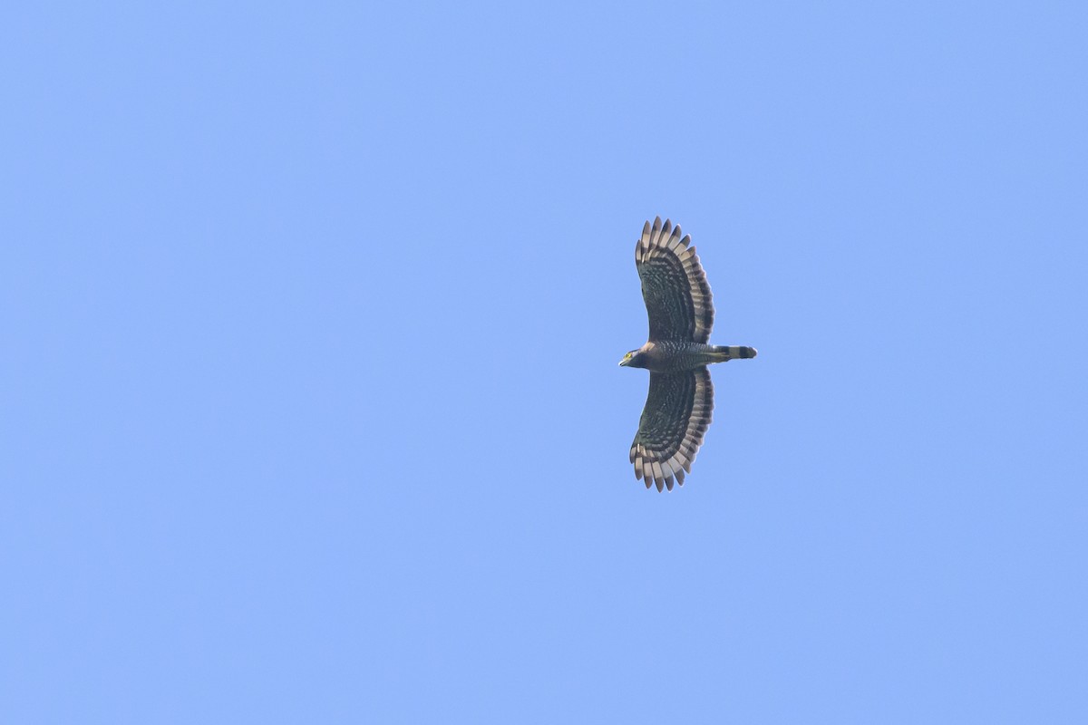 Sulawesi Serpent-Eagle - ML616370181