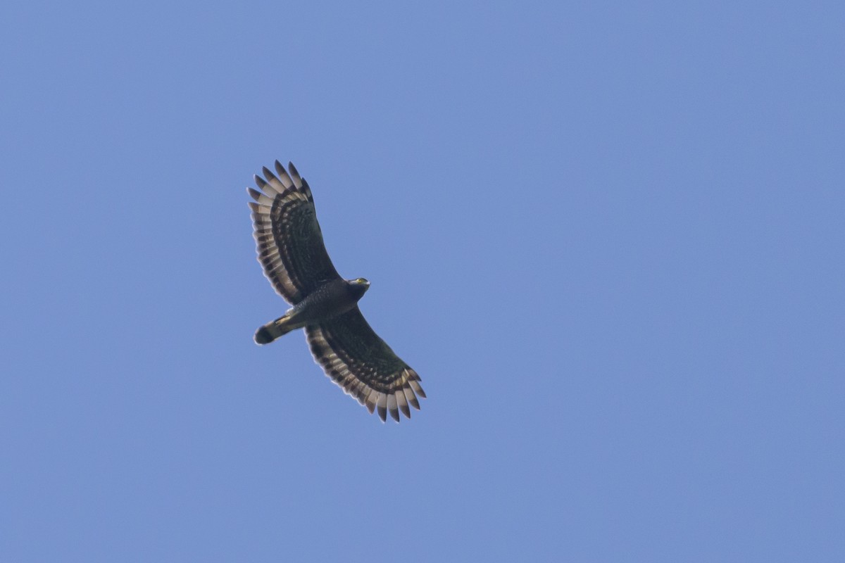 Sulawesi Serpent-Eagle - ML616370222