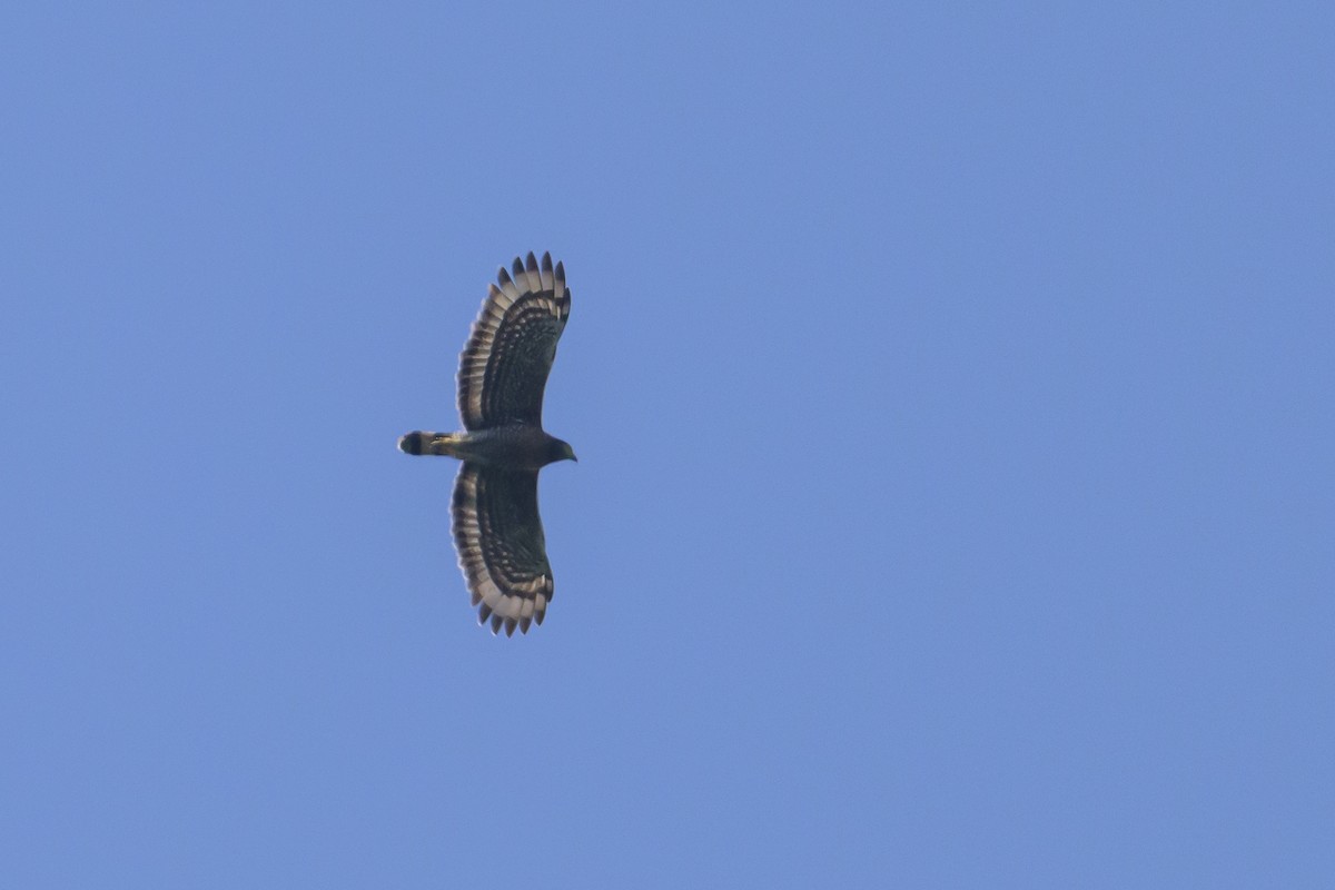 Sulawesi Serpent-Eagle - ML616370223