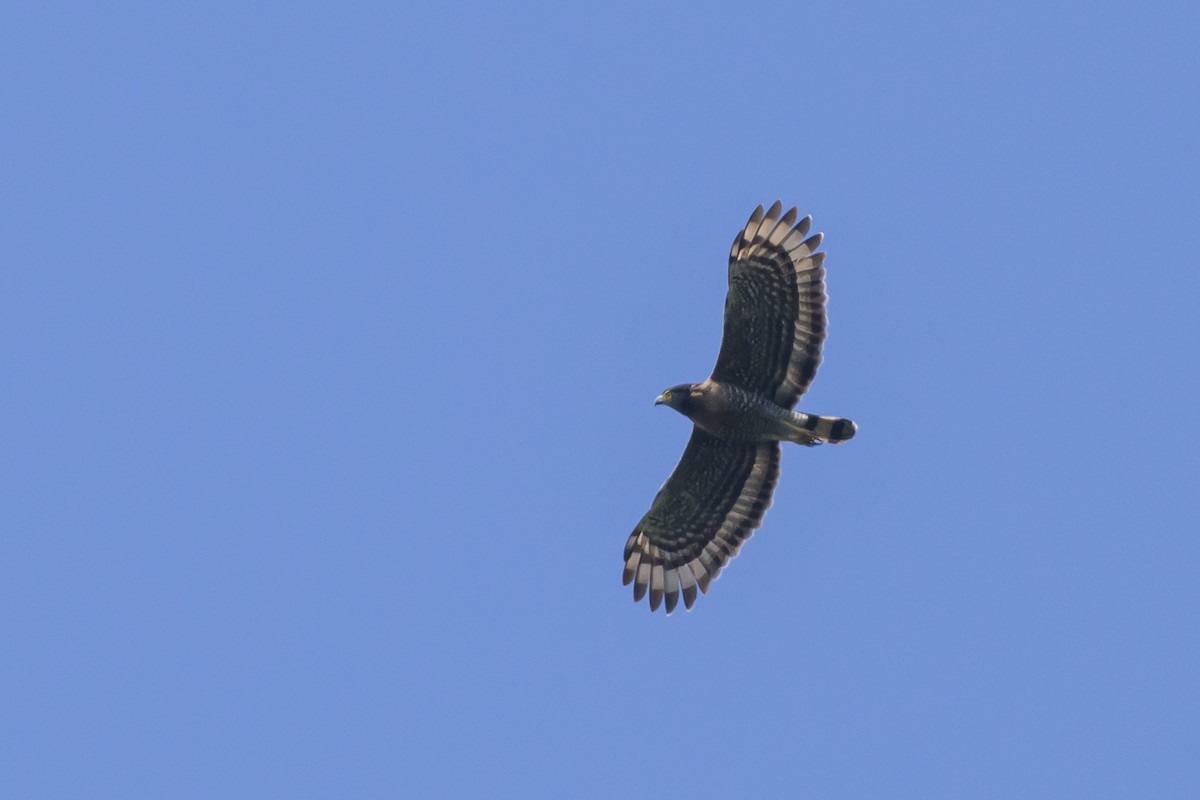 Sulawesi Serpent-Eagle - ML616370225