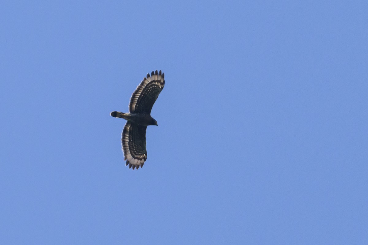 Sulawesi Serpent-Eagle - ML616370226