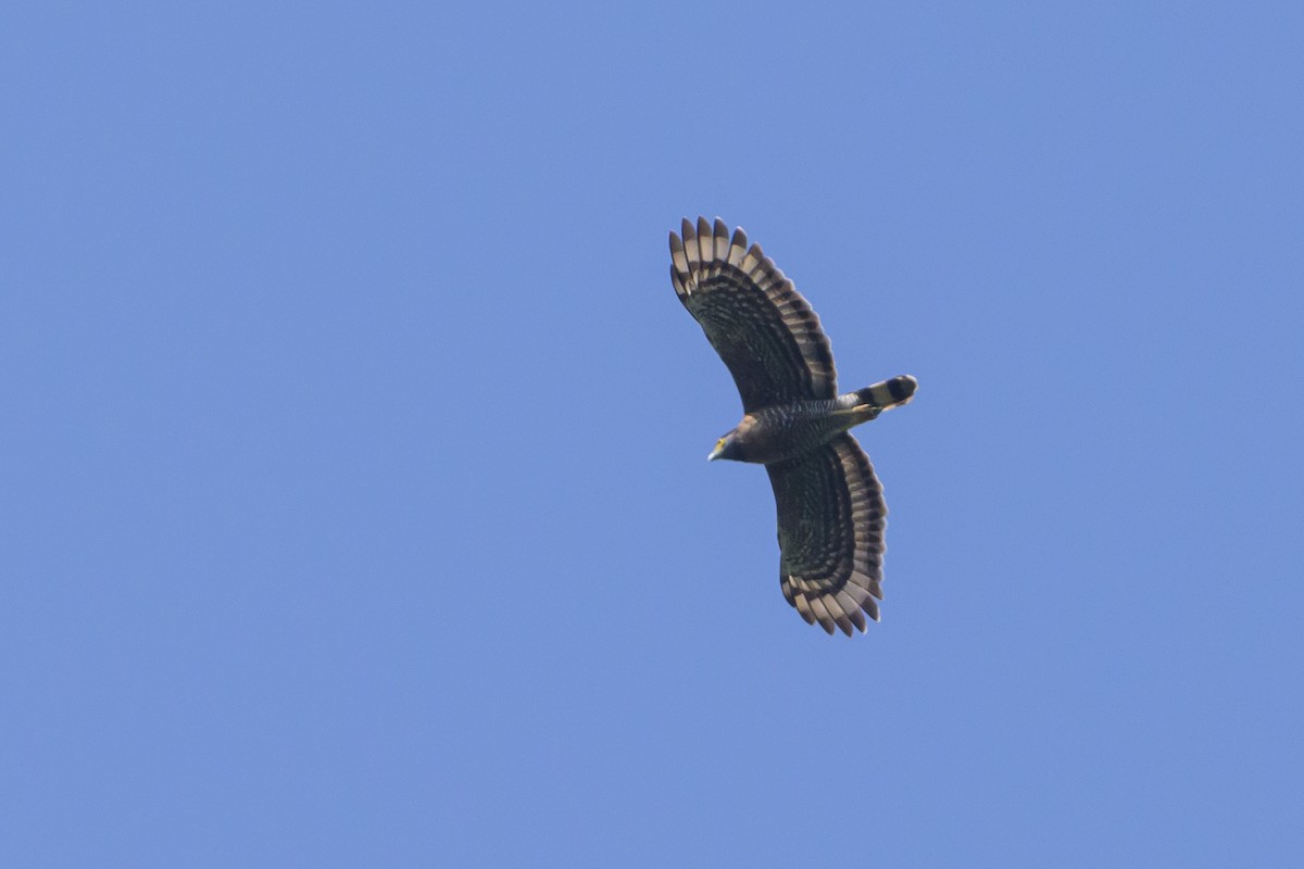 Sulawesi Serpent-Eagle - ML616370227