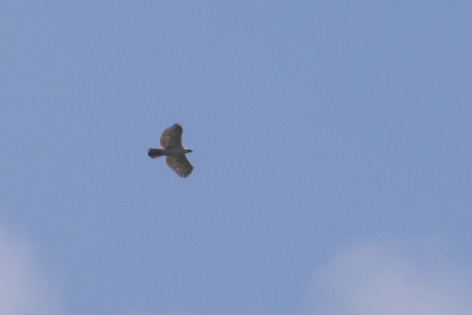 Sulawesi Hawk-Eagle - ML616370240