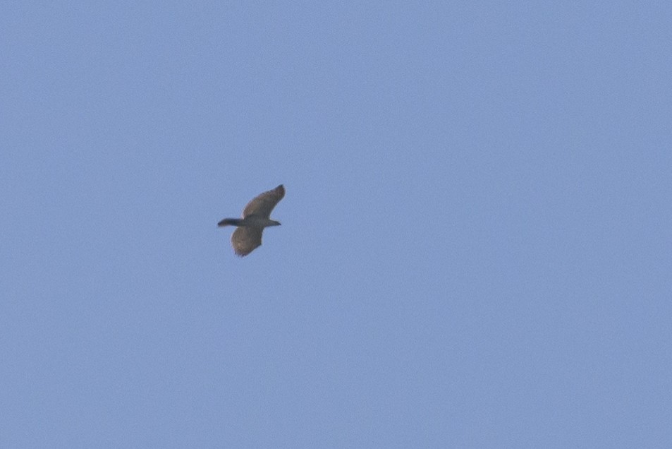 Sulawesi Hawk-Eagle - ML616370243