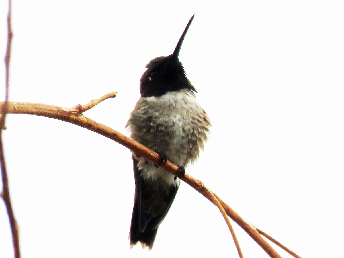 Black-chinned Hummingbird - ML616370296