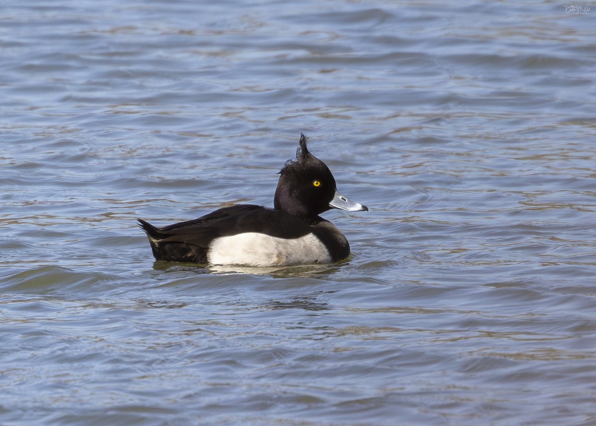 Tufted Duck - ML616370367