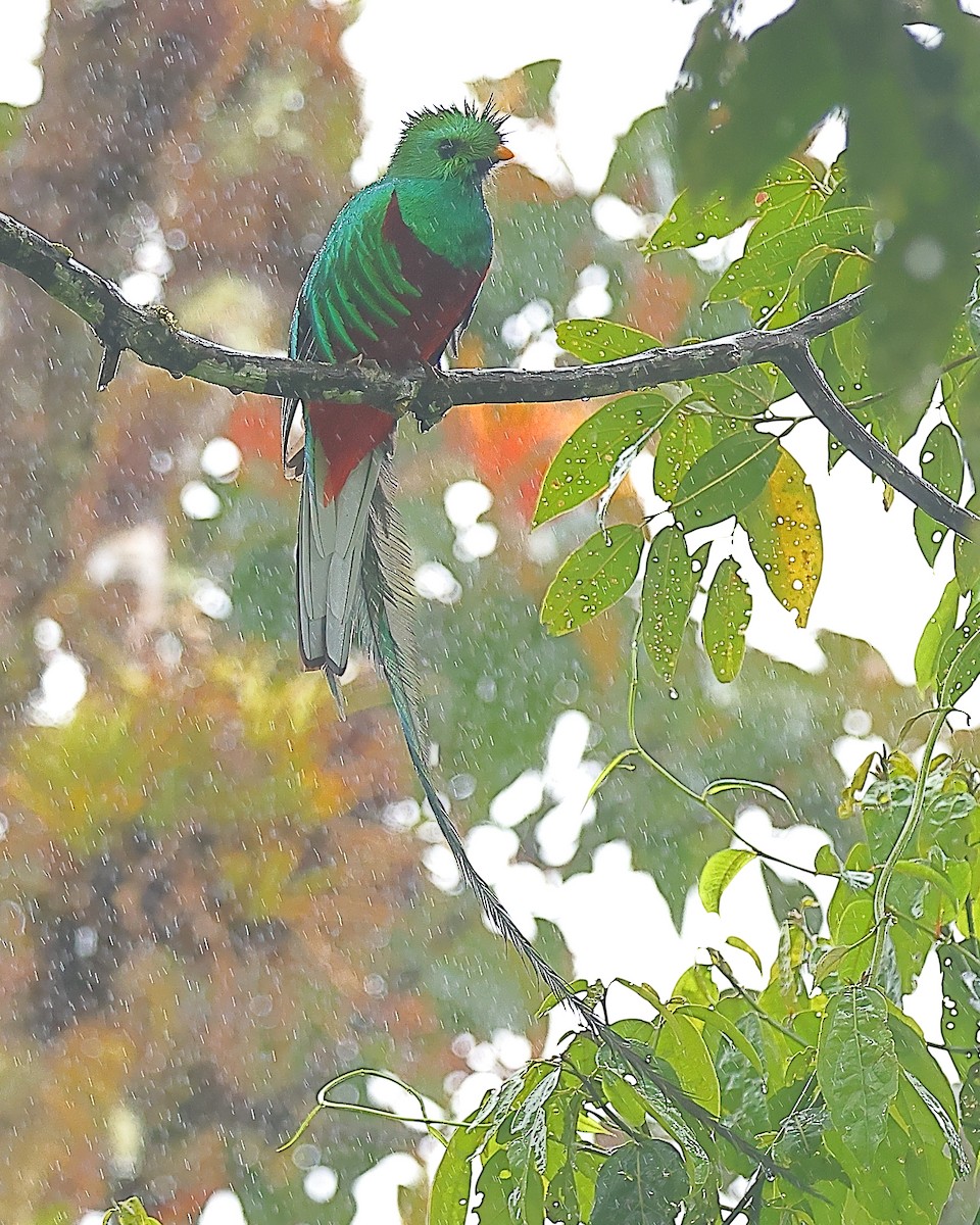 Quetzal Guatemalteco - ML616370380