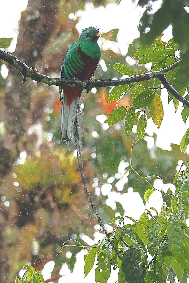 Quetzal Guatemalteco - ML616370381