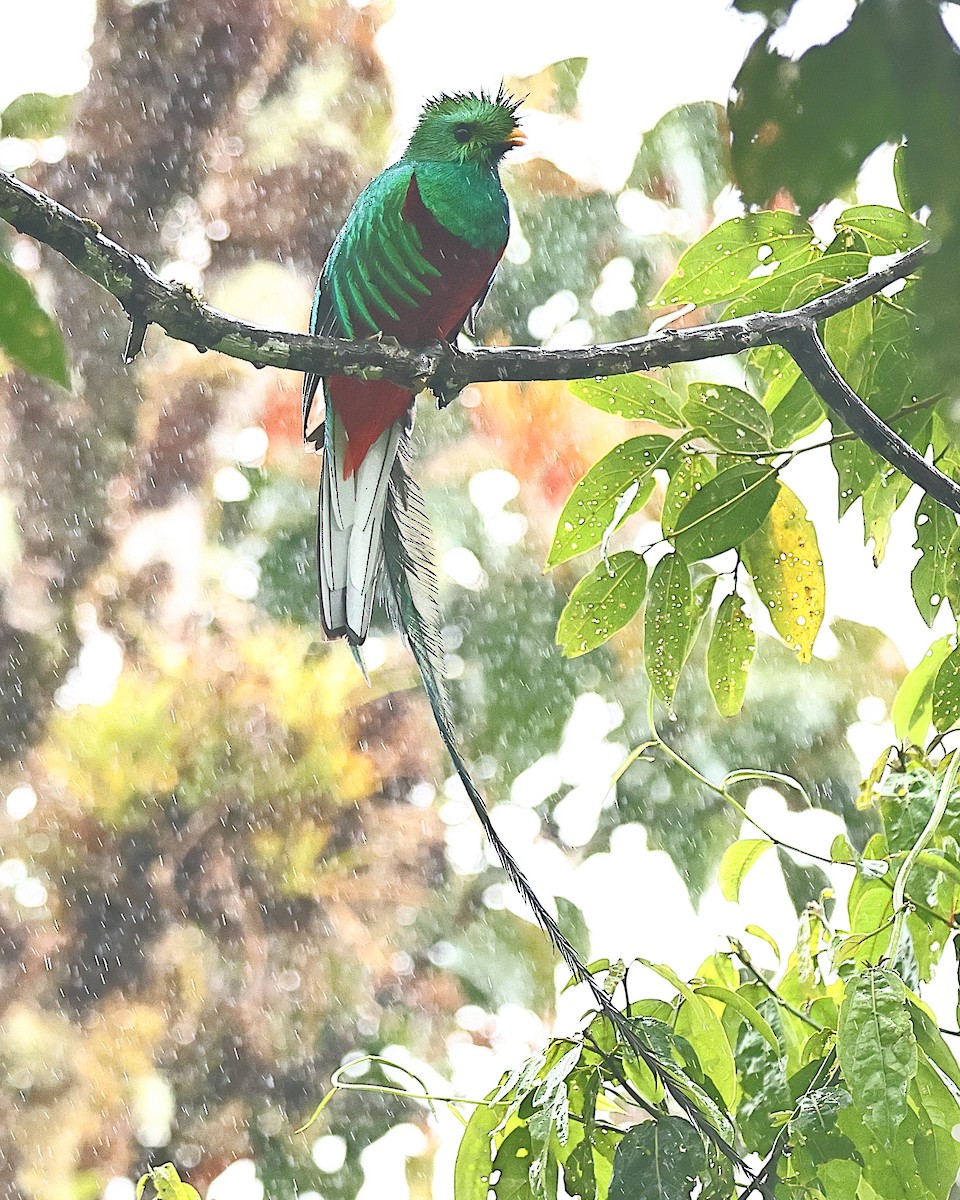 Quetzal Guatemalteco - ML616370382