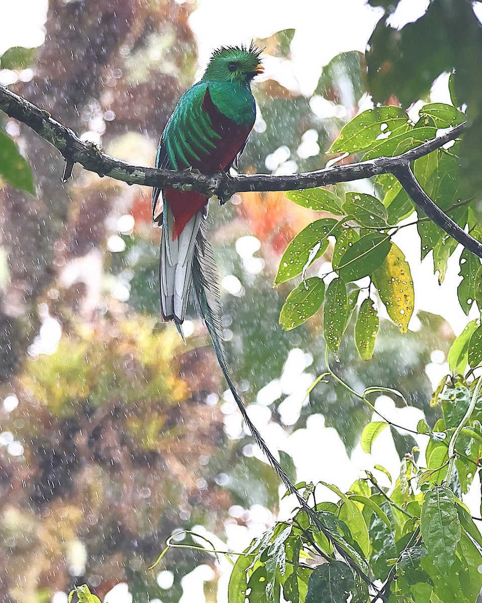 Quetzal Guatemalteco - ML616370384