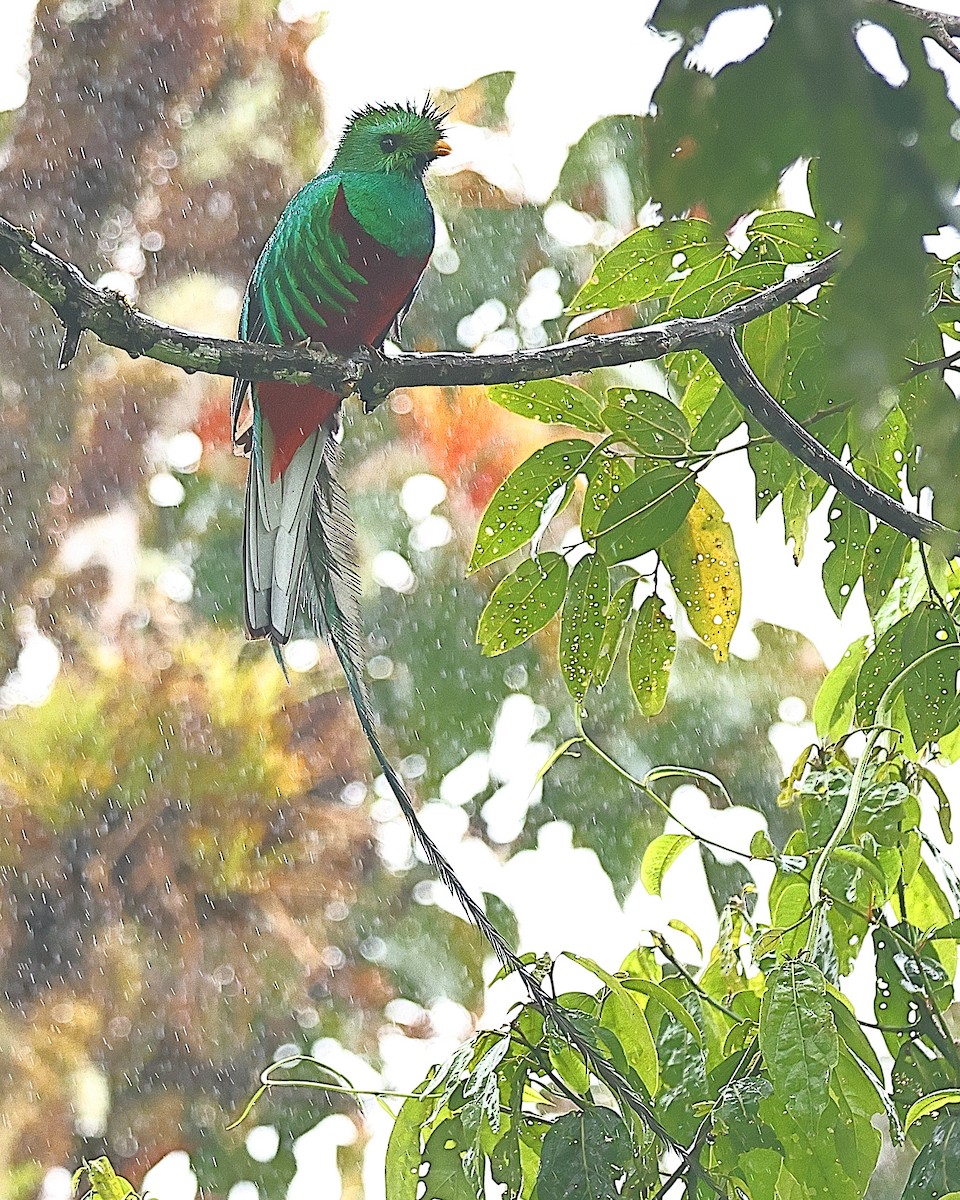 Quetzal Guatemalteco - ML616370385