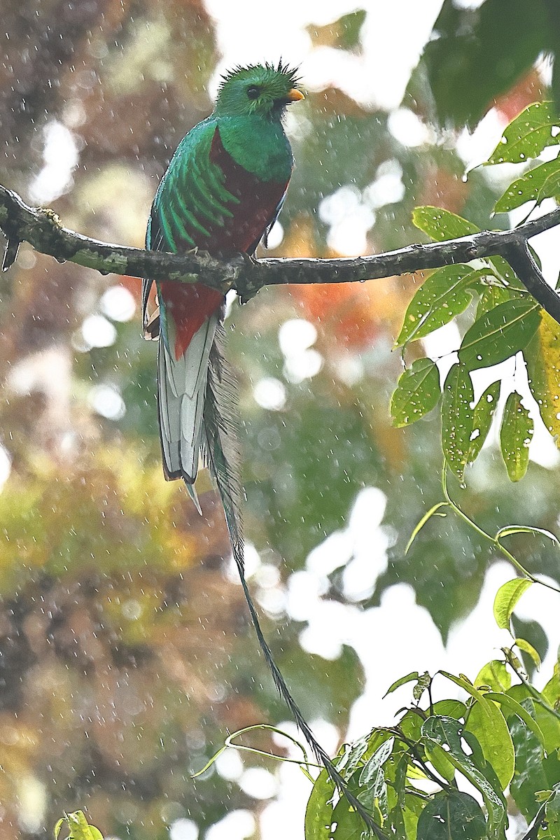 Quetzal Guatemalteco - ML616370386