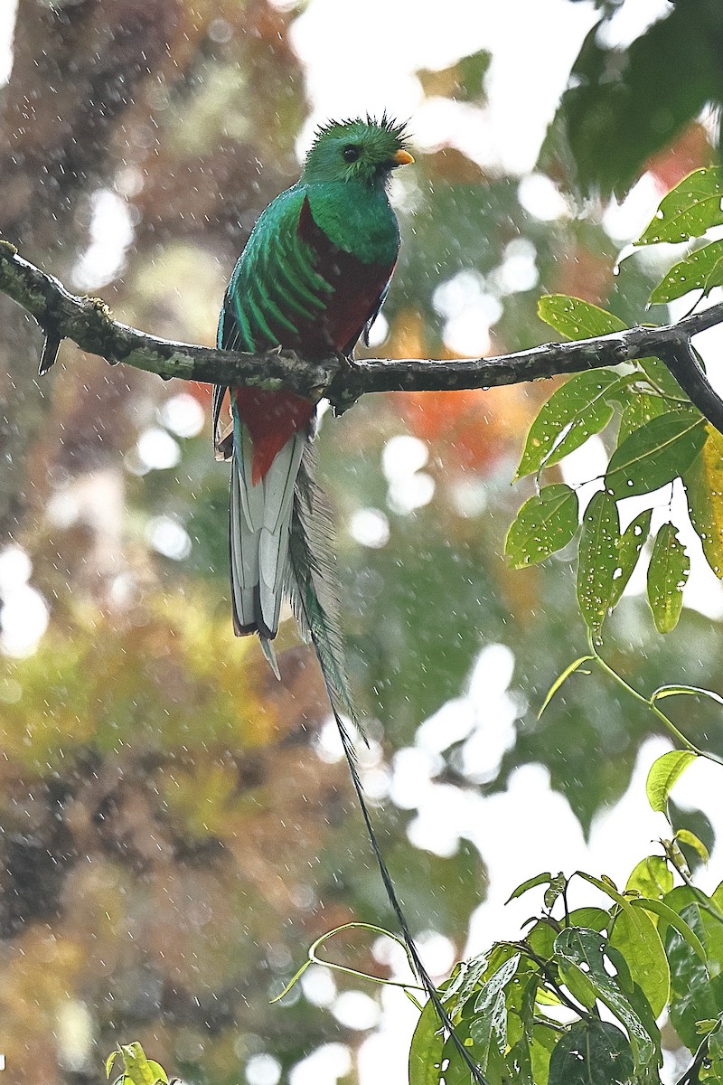 Quetzal Guatemalteco - ML616370388