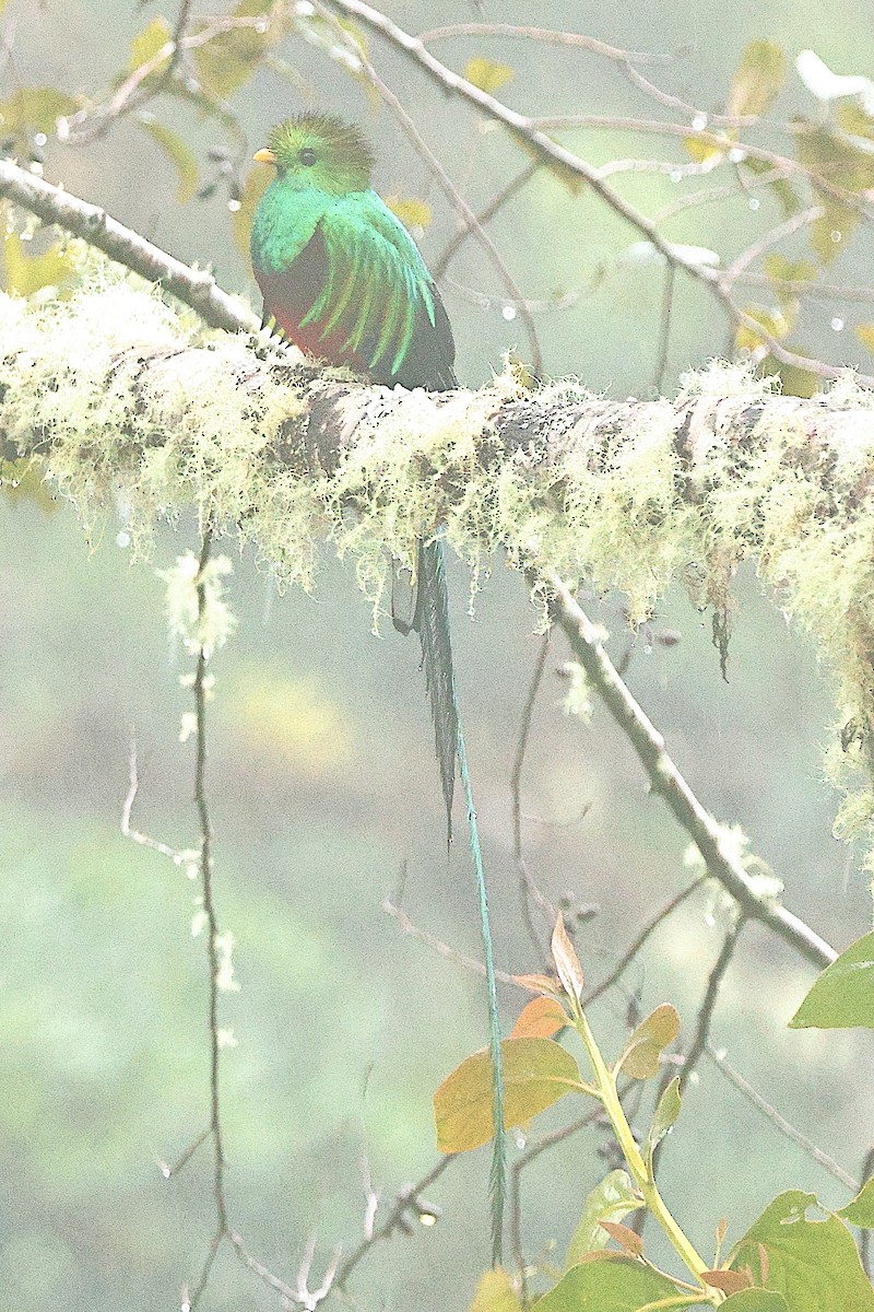Quetzal resplendissant - ML616370390