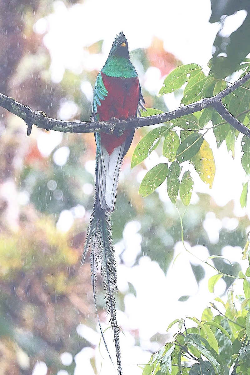 Quetzal resplendissant - ML616370391