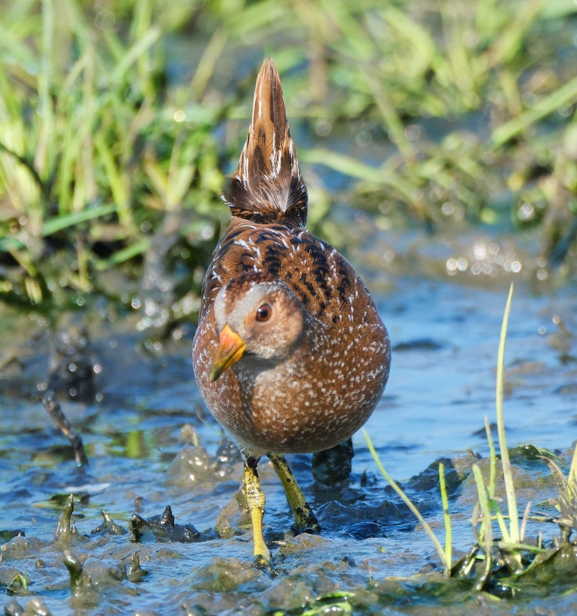 Spotted Crake - ML616370510