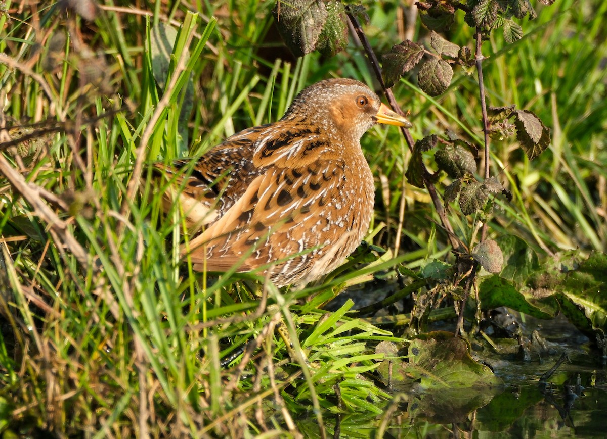 Spotted Crake - ML616370511