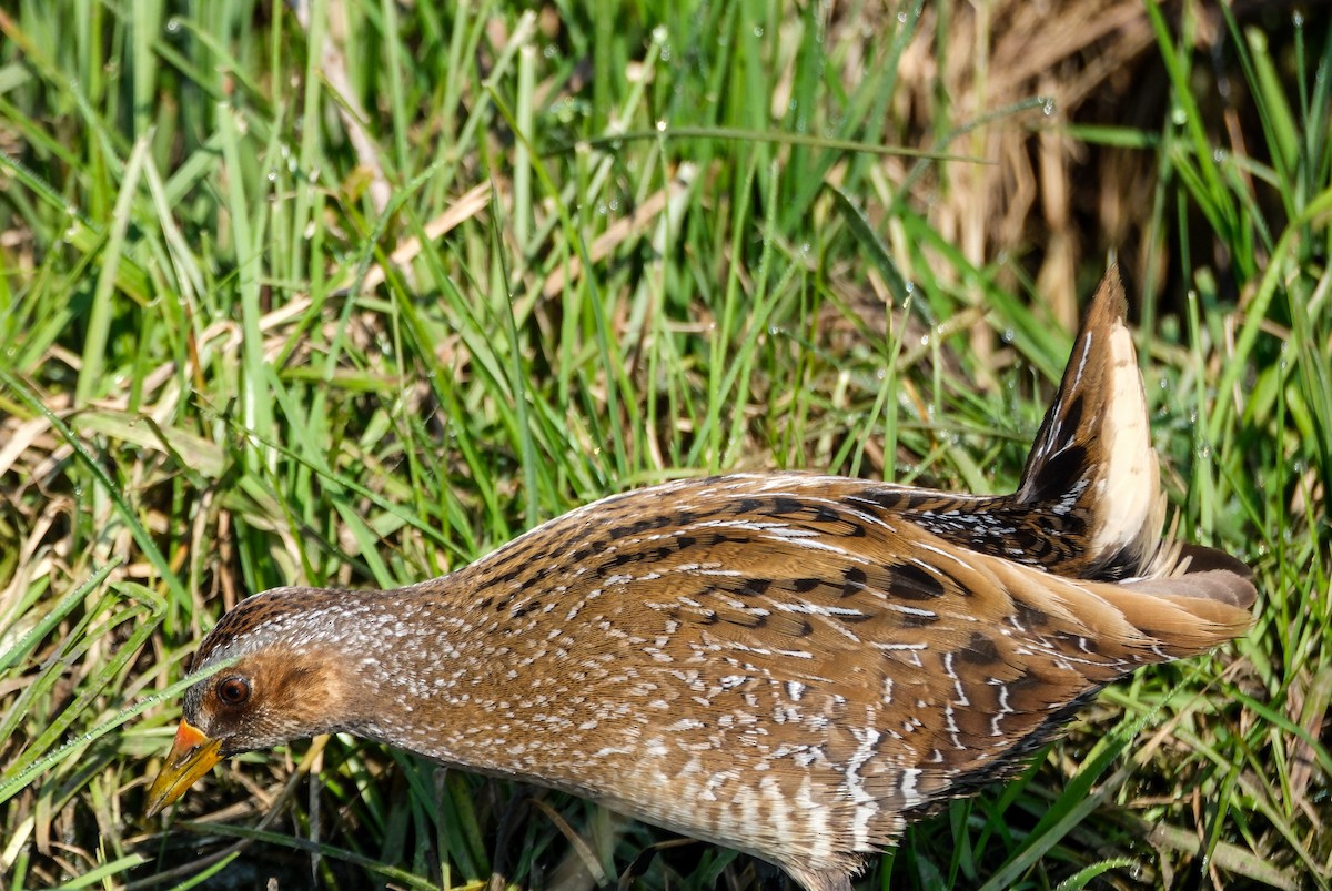 Spotted Crake - ML616370513