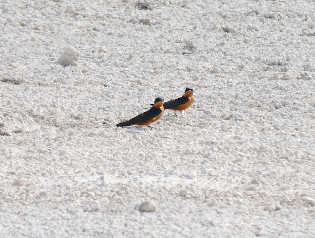 Rufous-chested Swallow - ML616370534