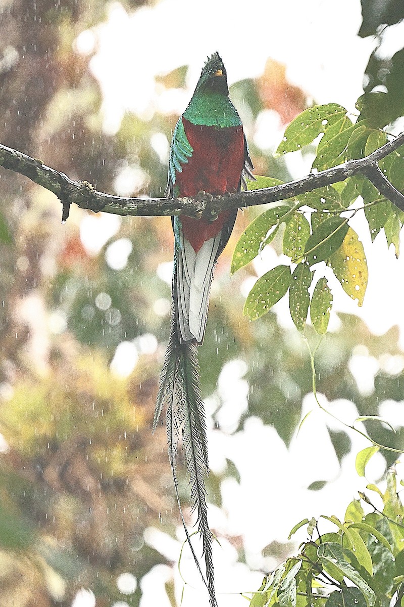 Quetzal Guatemalteco - ML616370537