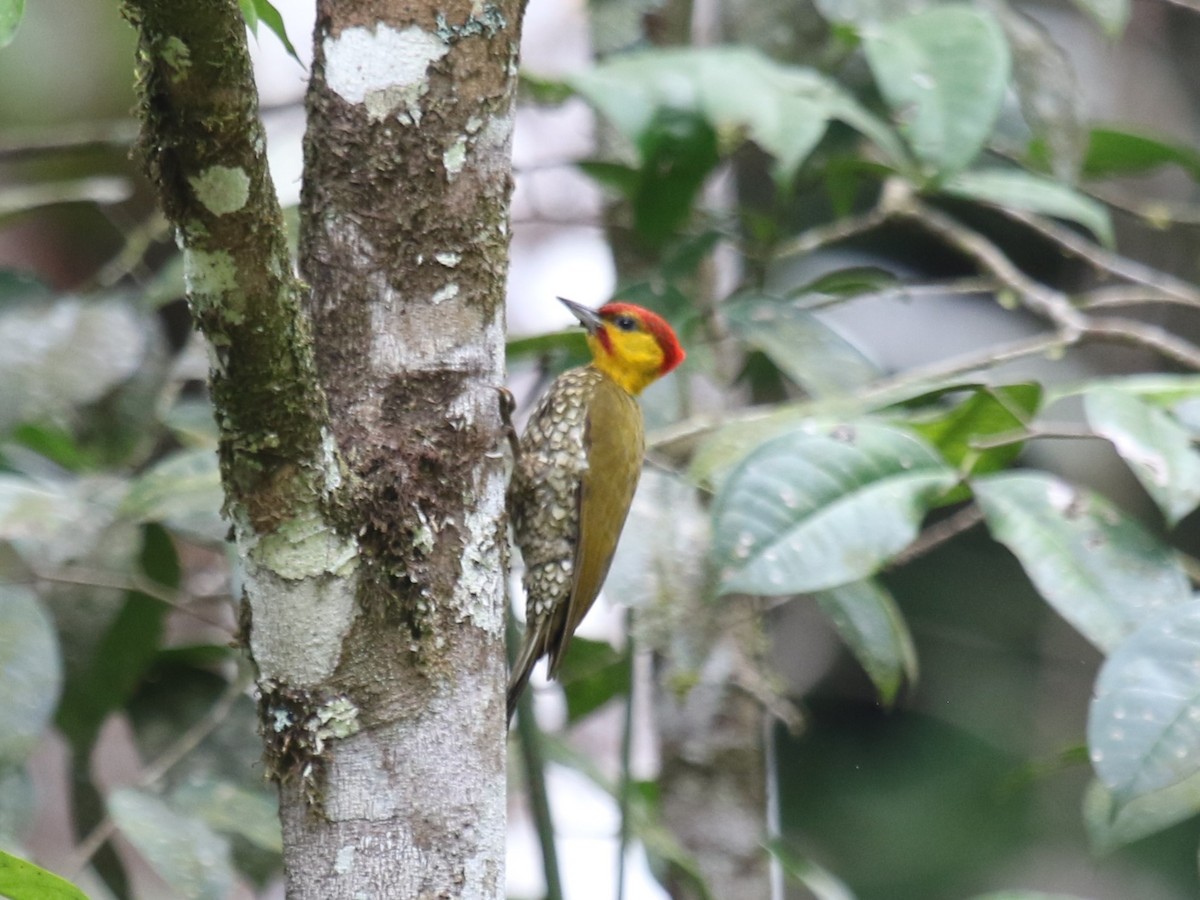 Yellow-throated Woodpecker - Michael Collins