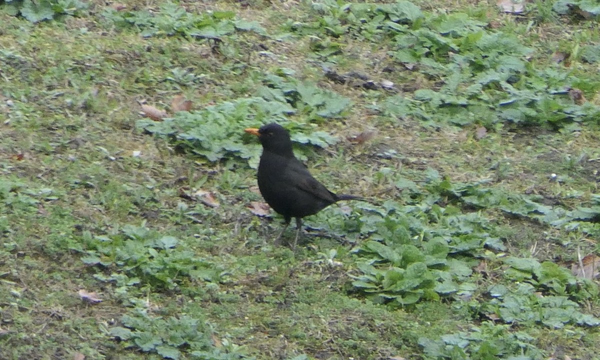 Eurasian Blackbird - ML616370811