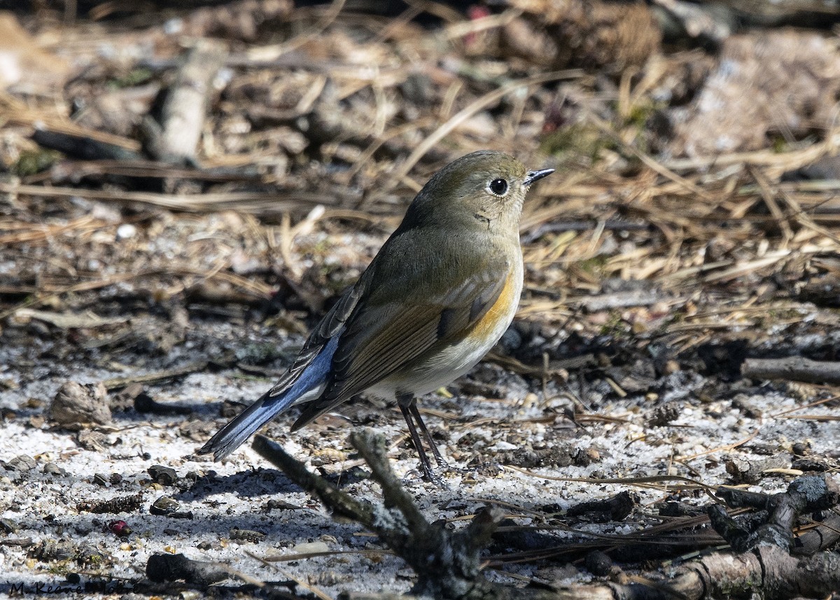 eBird Checklist - 21 Mar 2024 - stakeout Red-flanked Bluetail ...