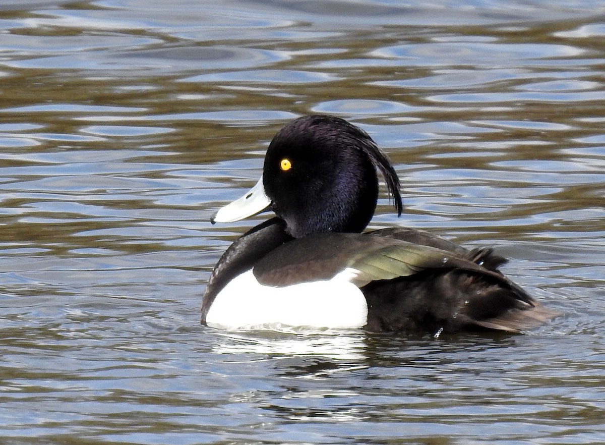 Tufted Duck - ML616370861