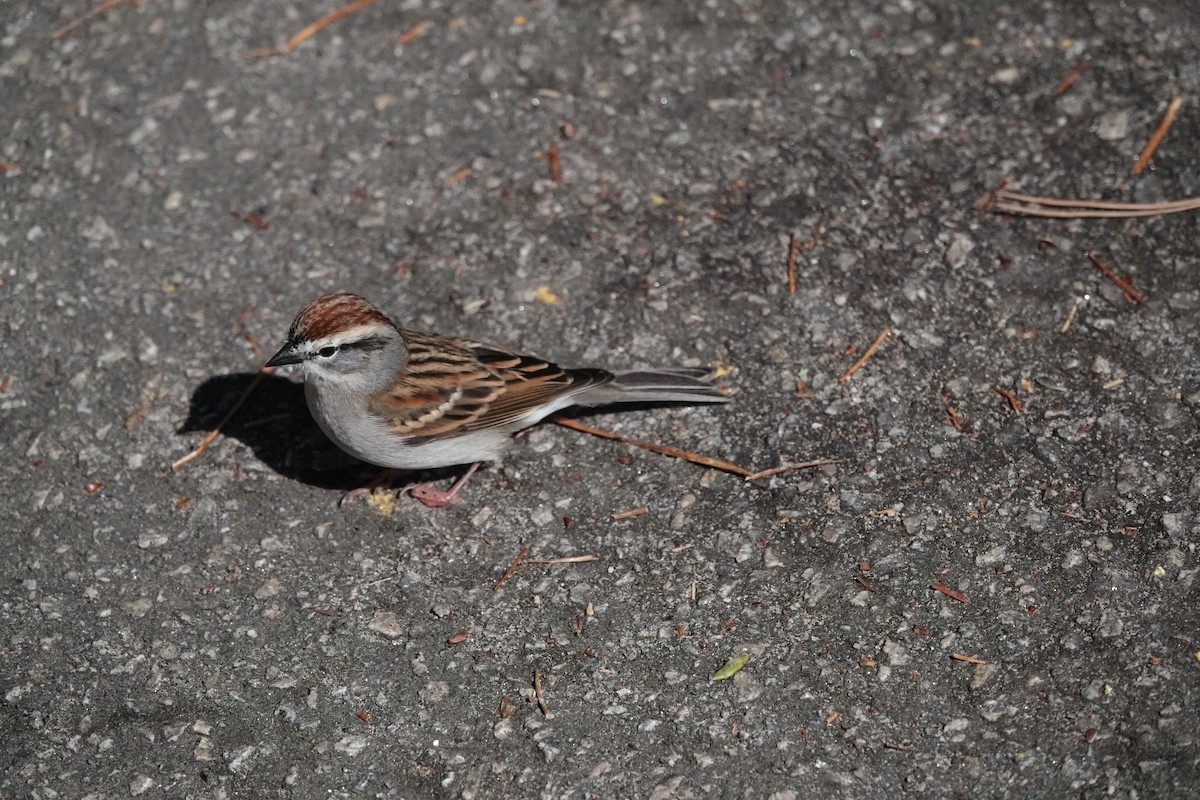 Chipping Sparrow - ML616370902
