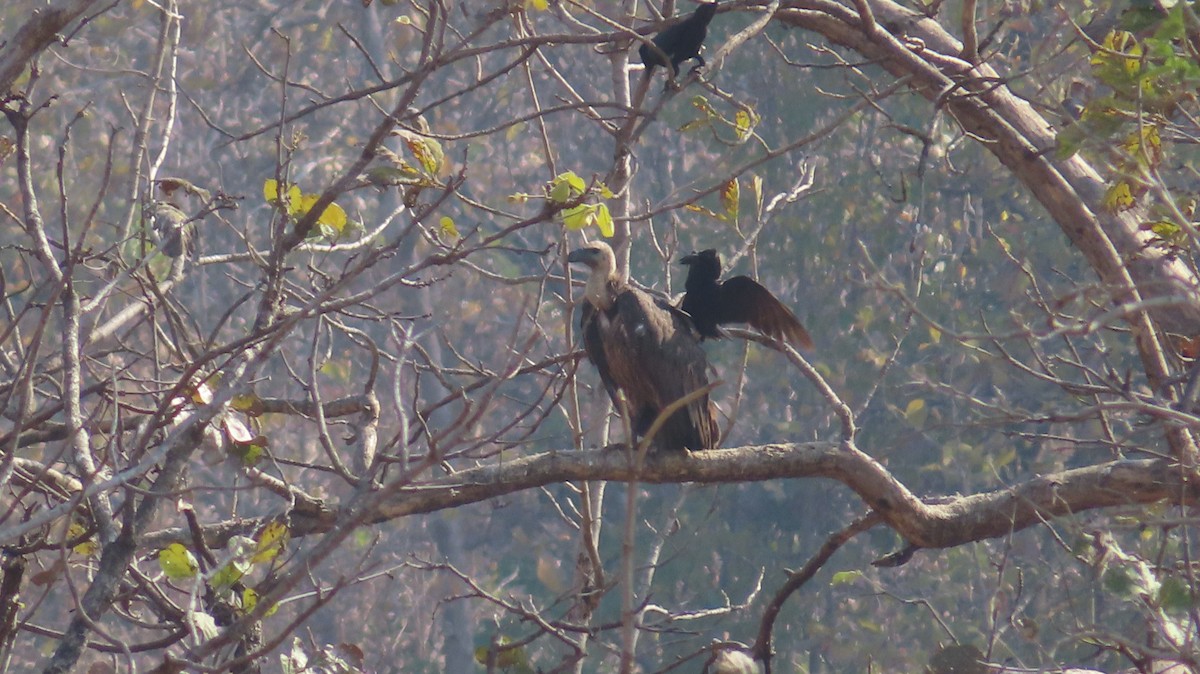 Indian Vulture - Sujay Biswas