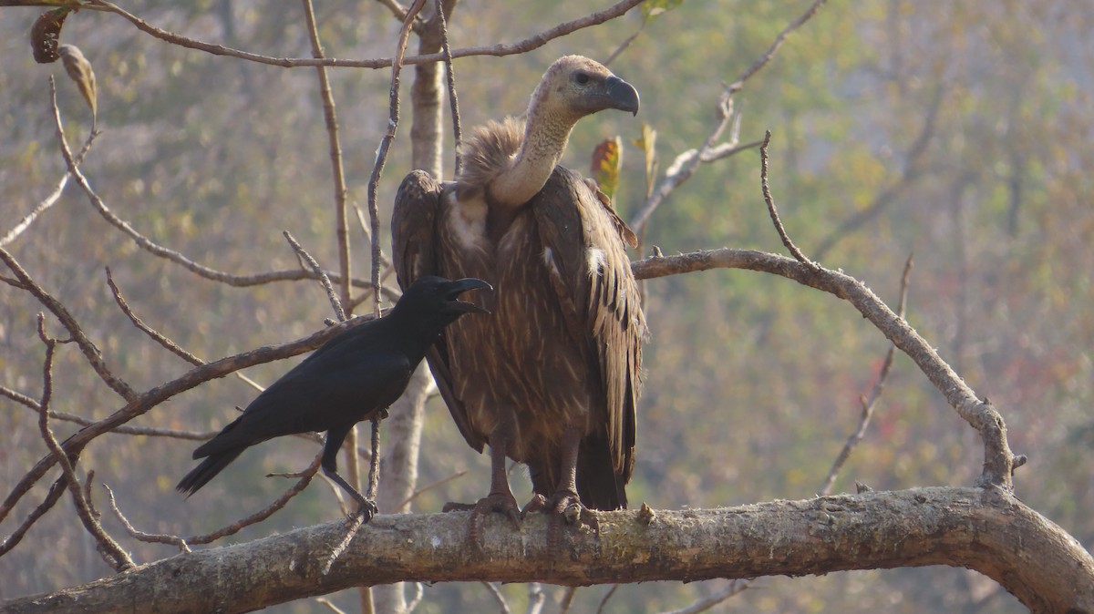 Indian Vulture - ML616370976