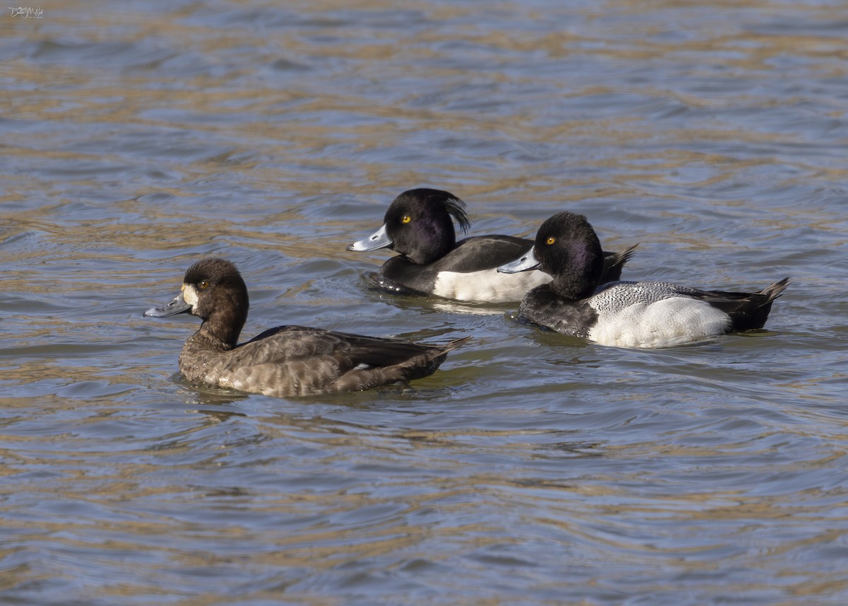 Tufted Duck - ML616371019