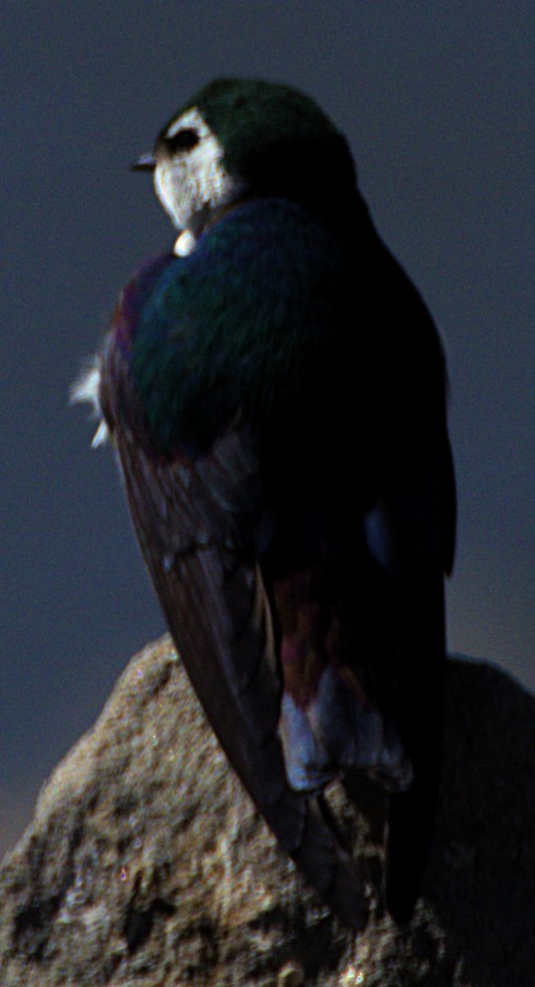 Violet-green Swallow - ML616371040
