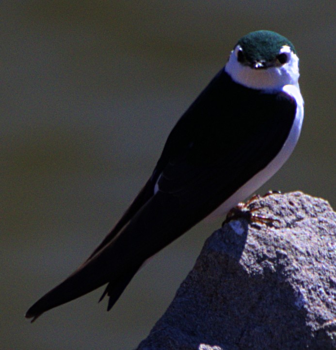 Violet-green Swallow - ML616371043