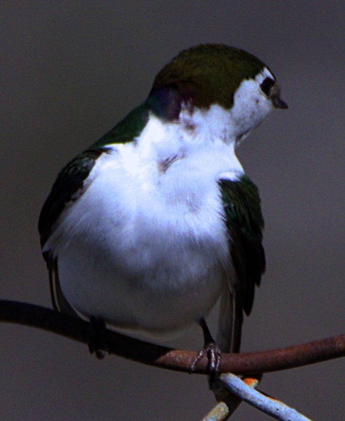 Violet-green Swallow - ML616371045