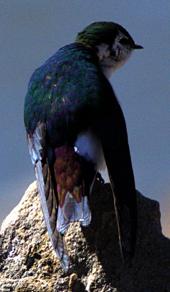Violet-green Swallow - ML616371046