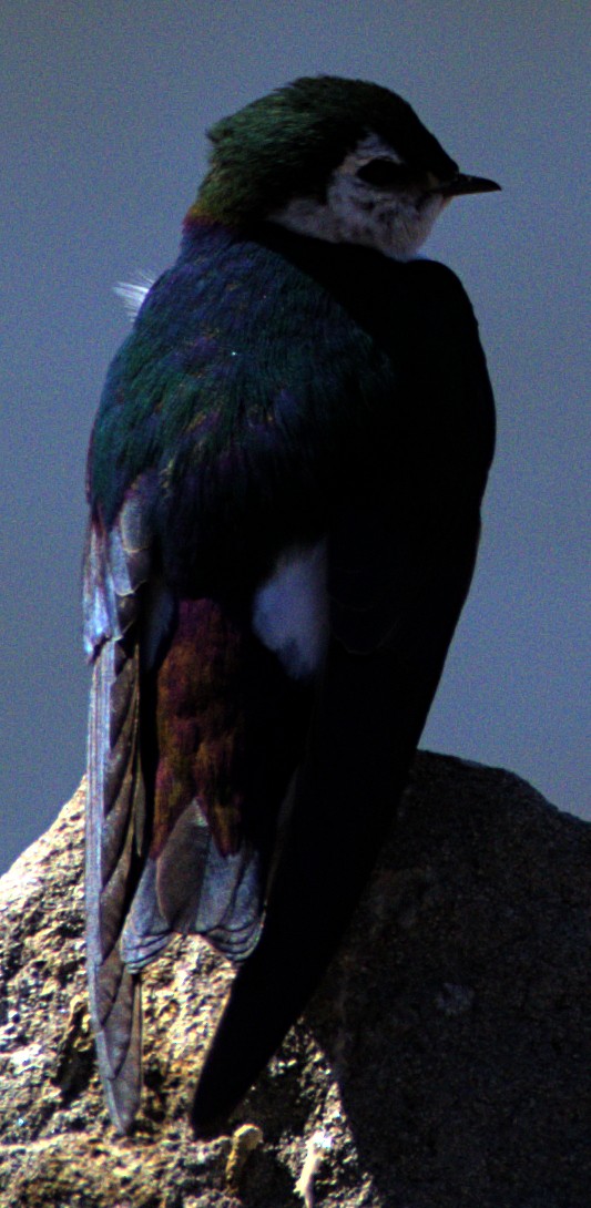 Violet-green Swallow - ML616371048