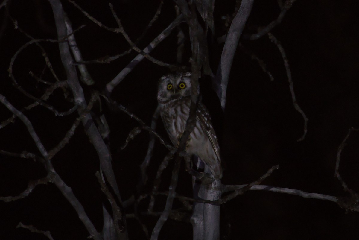 Boreal Owl (Richardson's) - Michael Guthrie