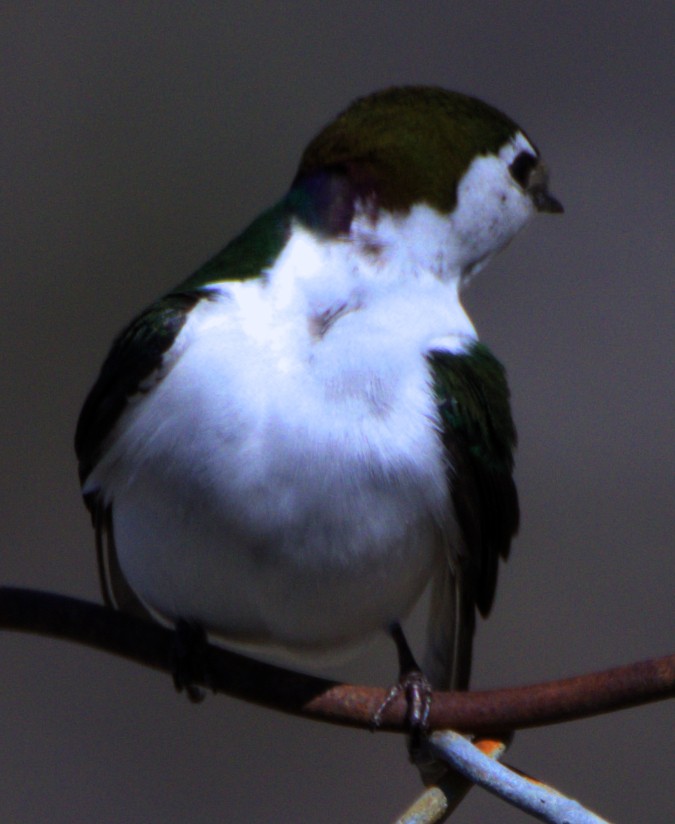 Violet-green Swallow - ML616371139