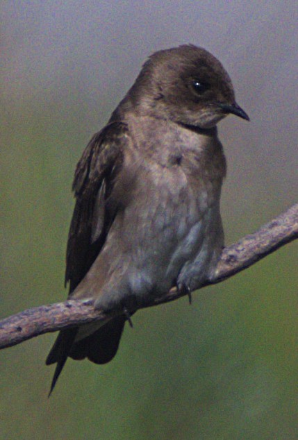 Northern Rough-winged Swallow - ML616371203
