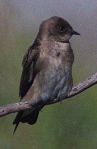 Northern Rough-winged Swallow - ML616371204