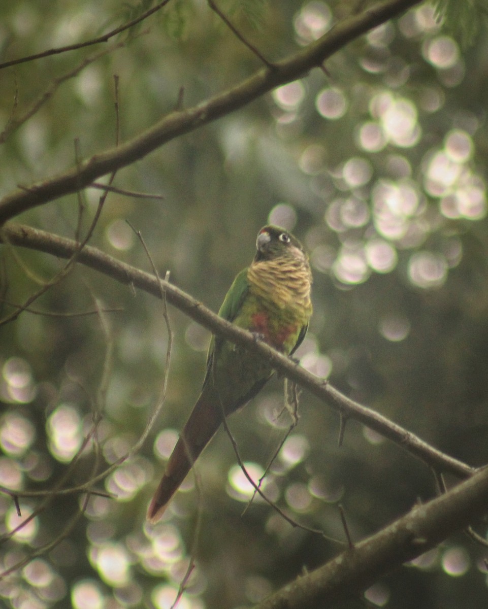 Maroon-bellied Parakeet (Green-tailed) - ML616371207