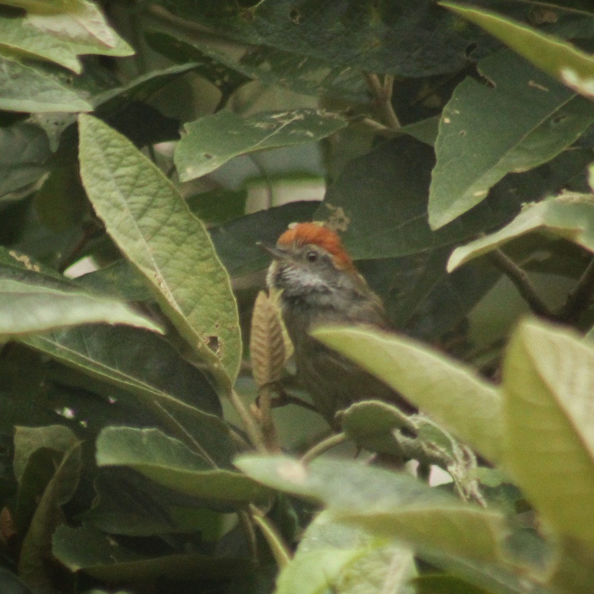 Rufous-capped Spinetail - ML616371211
