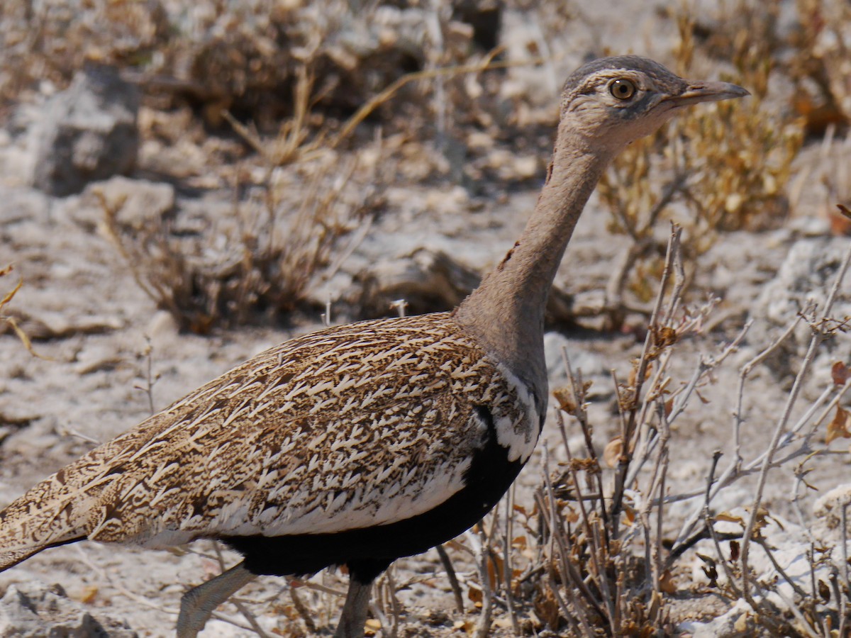 Red-crested Bustard - ML616371228