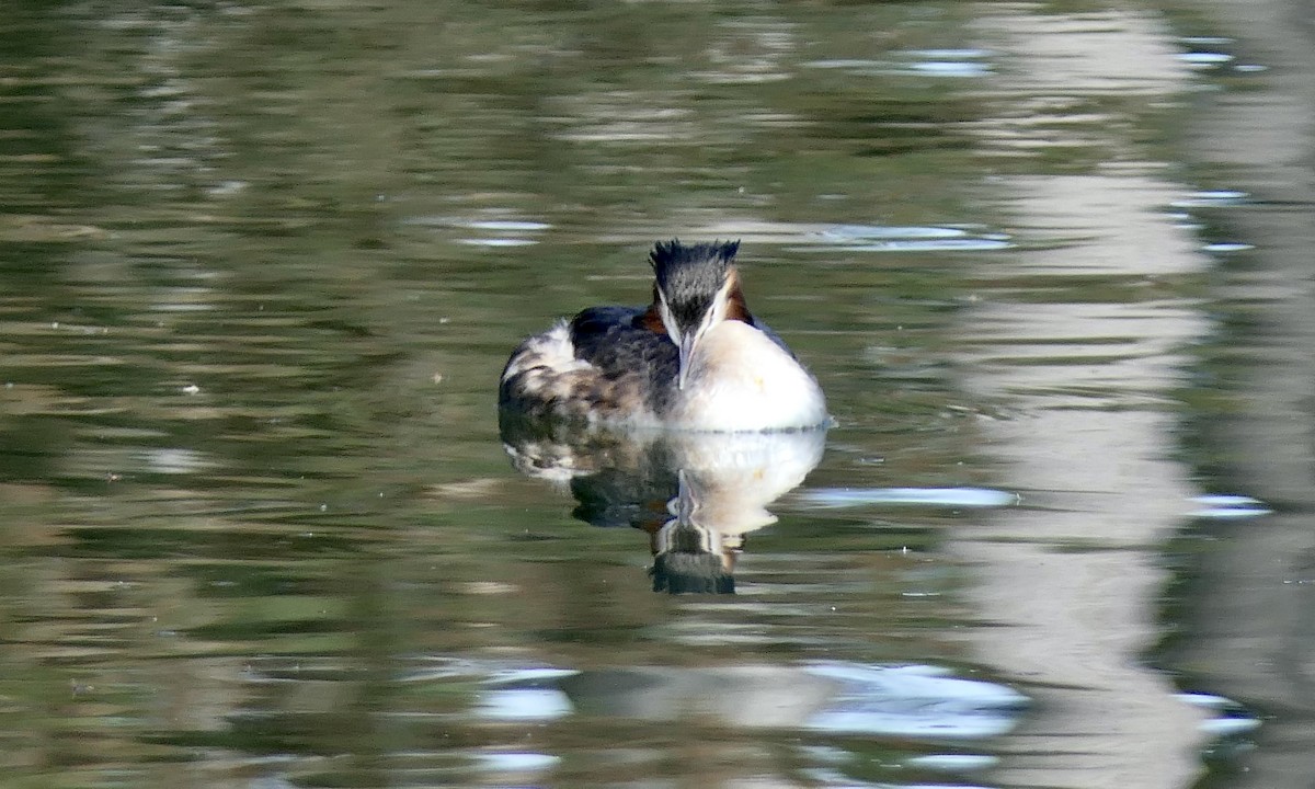 Great Crested Grebe - ML616371236