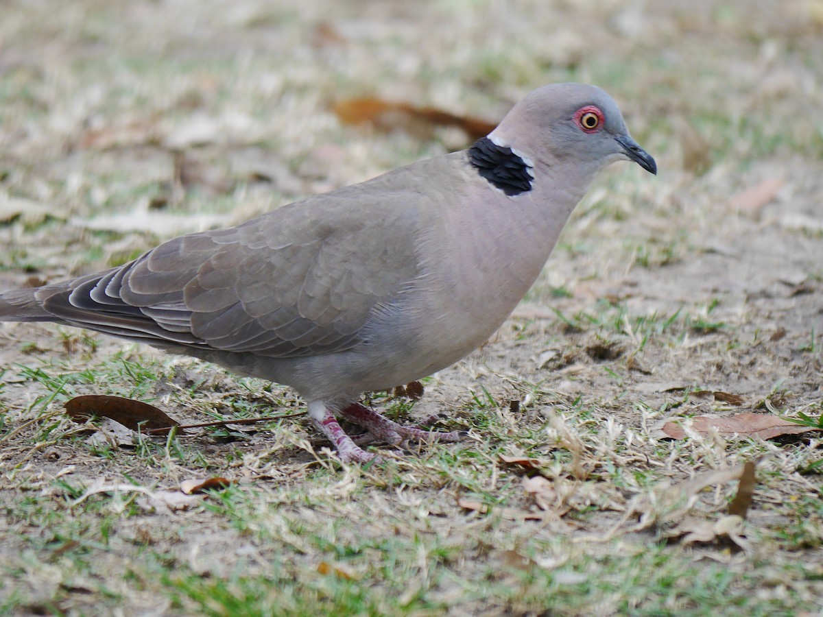 Red-eyed Dove - ML616371247