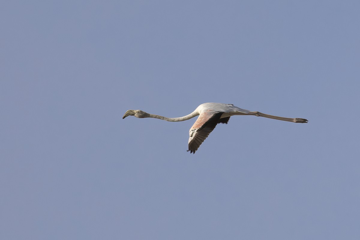 Greater Flamingo - Delfin Gonzalez