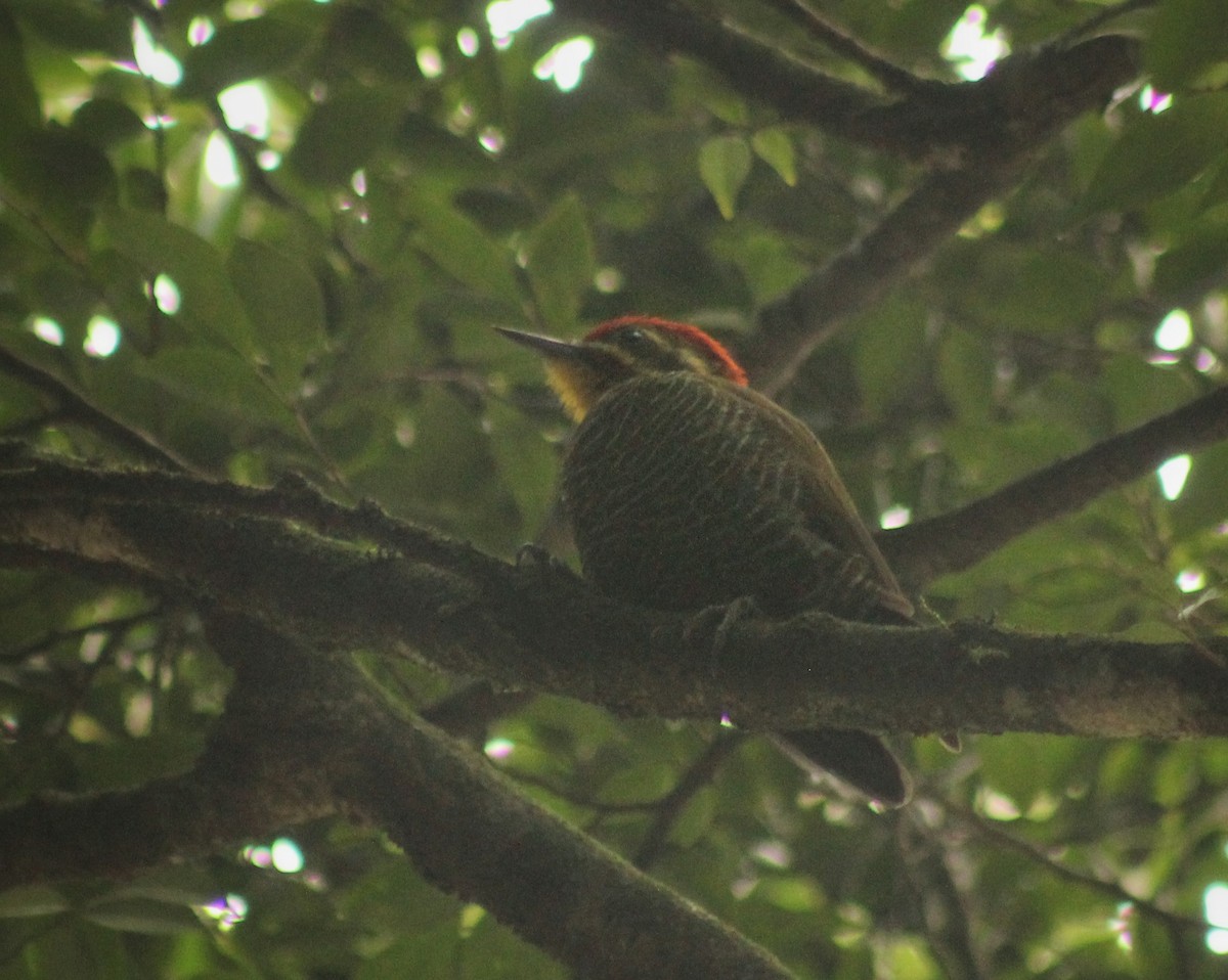 White-browed Woodpecker - ML616371290